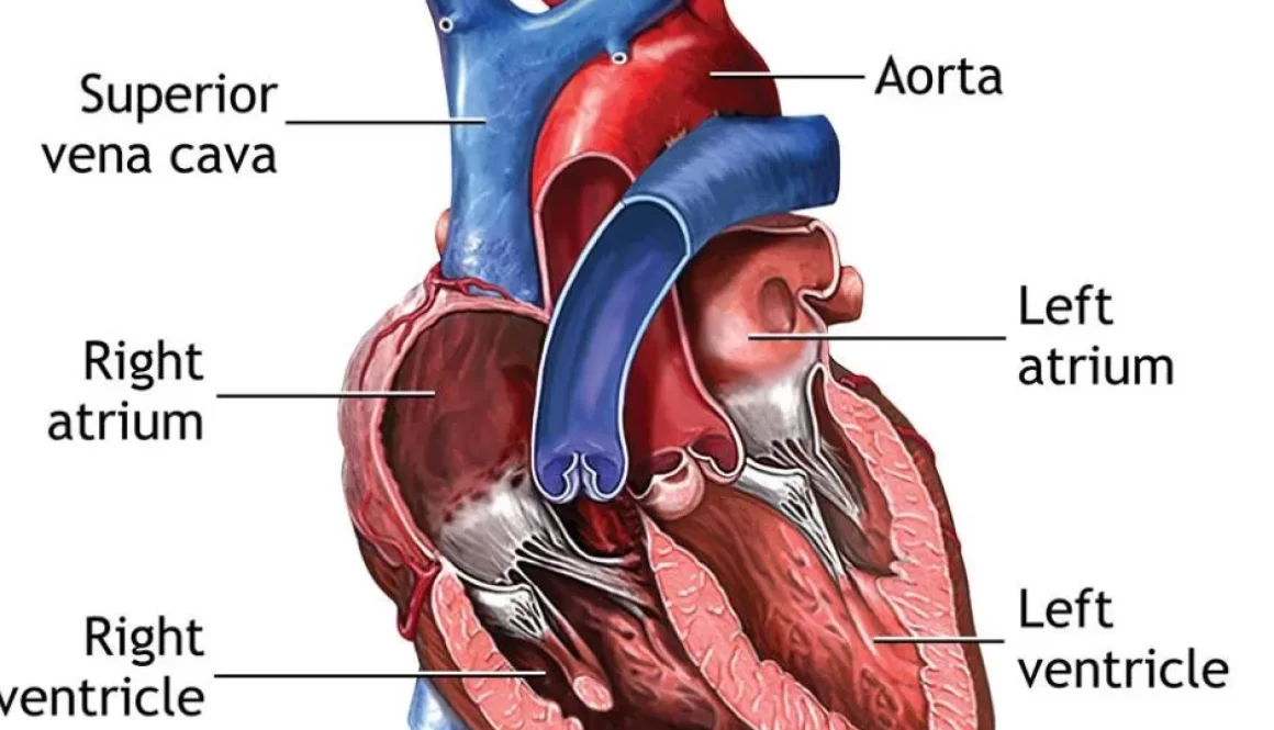 February: Heart Healthy Month