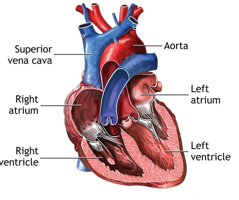 February: Heart Healthy Month